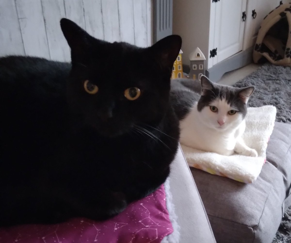 misspollyfoster's tweet photo. We want to thank everyone for the kind messages over the last couple of days, and say hi to all our new followers. I'm Pixie, the black cat, and my brother here is Percy. We want to tell you about our sister, though it might take us some time to get our thoughts together. https://t.co/NSdI3iQ5Om
