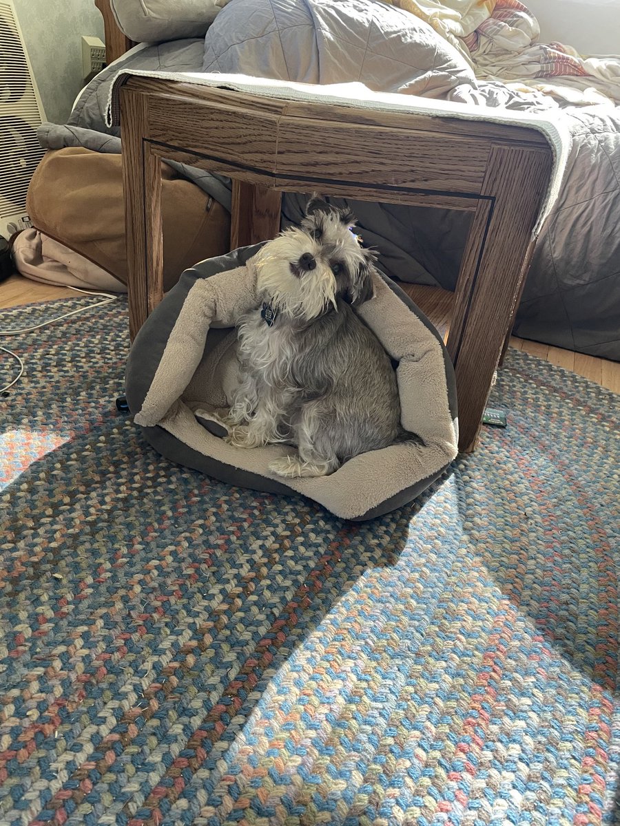 SylviaTillydog's tweet photo. When your bed is in the sit up position and all you want is to lay down. #HardWorkingDog #DogsofTwitter #SchnauzerGang https://t.co/ewfaPMiZhz