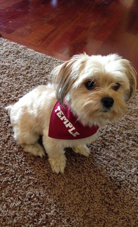 MikeThreeswyk's tweet photo. Stella is ready for @Temple_FB! @TempleOwls @TempleUniv @TempleOwls_AD #TempleTuff @dog_rates https://t.co/tCdCfOixdL