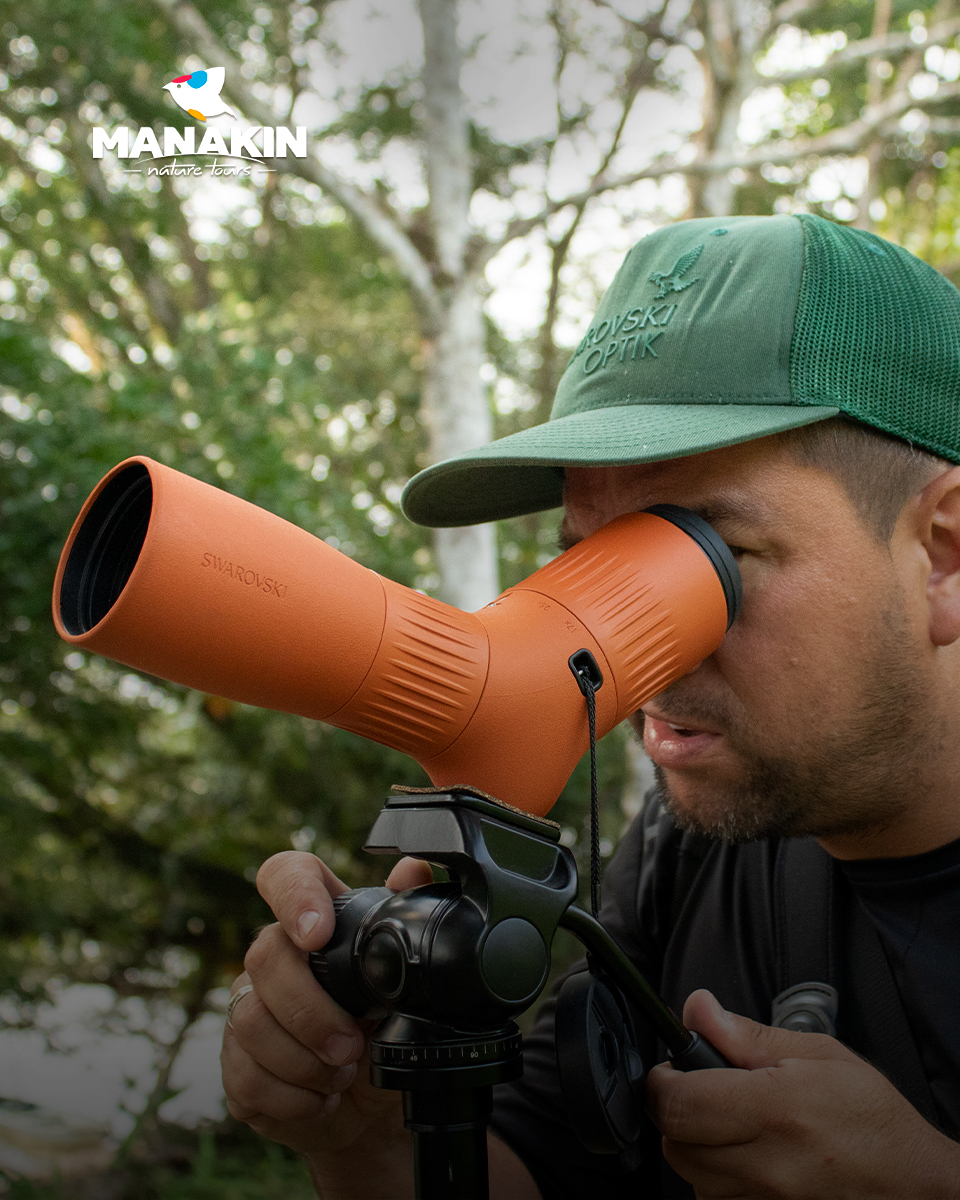 birdwatchingcol's tweet photo. Read this trip report and all and all information about the New Swarovski ATC Spotting Scope.
@SwarovskiOptik

More: https://t.co/nRQUA55lfD

#manakinnaturetours #SwarovskiOptik  #procolombia https://t.co/AmJ3ncbOaf