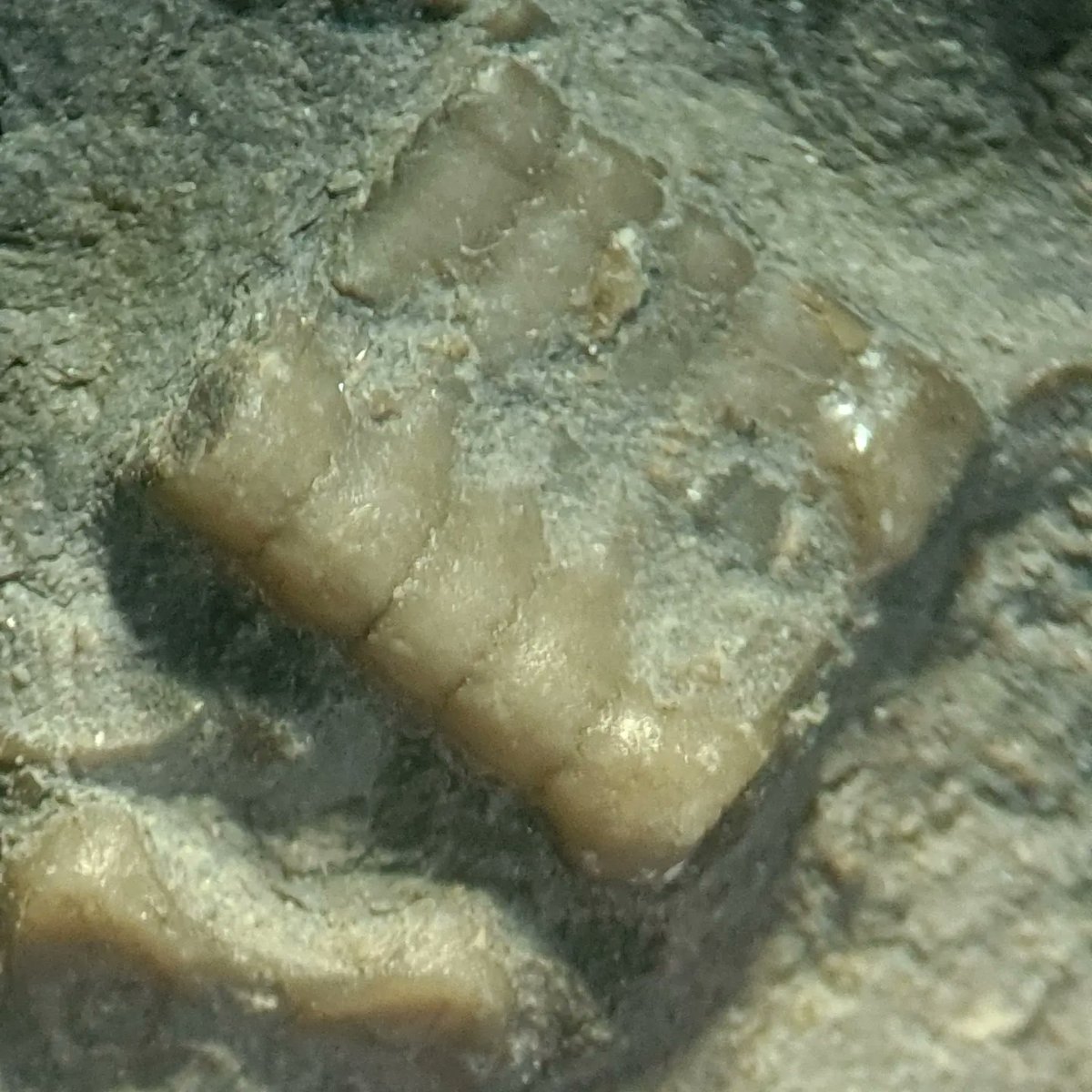 geology_johnson's tweet photo. #CrinoidWeek and #FossilFriday this week is this nice Early jurassic crinoid slab from #RedcarBeach like a lot of my nice fossils, I found it when I wasn't looking by sitting on it during a dog walk! https://t.co/N0FZuiZAWd