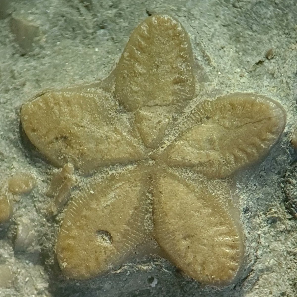 geology_johnson's tweet photo. #CrinoidWeek and #FossilFriday this week is this nice Early jurassic crinoid slab from #RedcarBeach like a lot of my nice fossils, I found it when I wasn't looking by sitting on it during a dog walk! https://t.co/N0FZuiZAWd