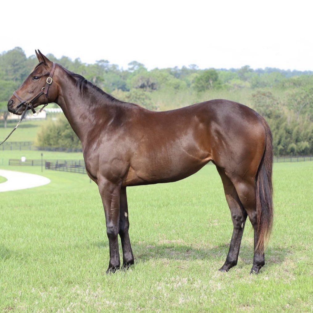 AnchorHopeFarm's tweet photo. Evolution of a winner! Congratulations to our friend + owner/breeder @GJoelpoliti on his debut win with Bosserati in the 3rd at Timonium! Shoutout to @MrsRussell26 for having this Holy Boss filly ready to roll today with @GeraldAlmodova3 up! #mdbred #mdsired #holyboss https://t.co/5020c6lvVv