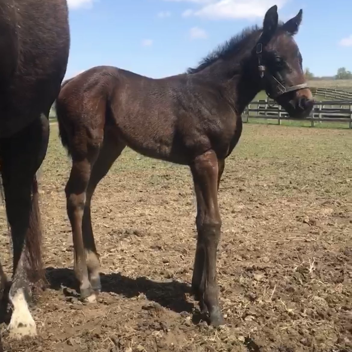 AnchorHopeFarm's tweet photo. Evolution of a winner! Congratulations to our friend + owner/breeder @GJoelpoliti on his debut win with Bosserati in the 3rd at Timonium! Shoutout to @MrsRussell26 for having this Holy Boss filly ready to roll today with @GeraldAlmodova3 up! #mdbred #mdsired #holyboss https://t.co/5020c6lvVv