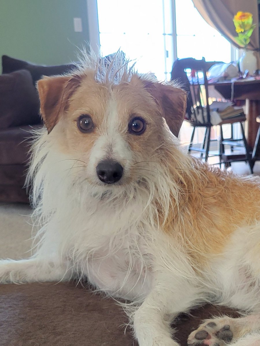 stephanicoleman's tweet image. This guy found a dead snake to roll around on this morning and he absolutely has no shame. 
#LifeWithADog