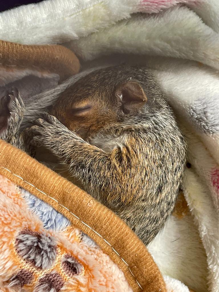 Hitchin Squirrel Rescue tweet media