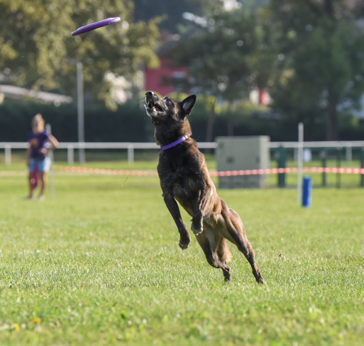 tina_perc's tweet photo. My girl doing what she does best

#Dog #belgianmalinois #dogfrisbee https://t.co/4DlhXtFFV4