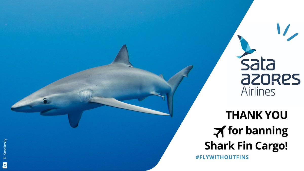 Thank you @_azoresairlines for your commitment &amp; leadership in turning the tide for #Sharks. Banning the transport of #Sharkfins helps to stop overexploitation of 🦈stocks being at the brink of collapse in the Atlantic &amp; elsewhere 👉 bit.ly/3Rvf4DV

#FlyWithoutFins