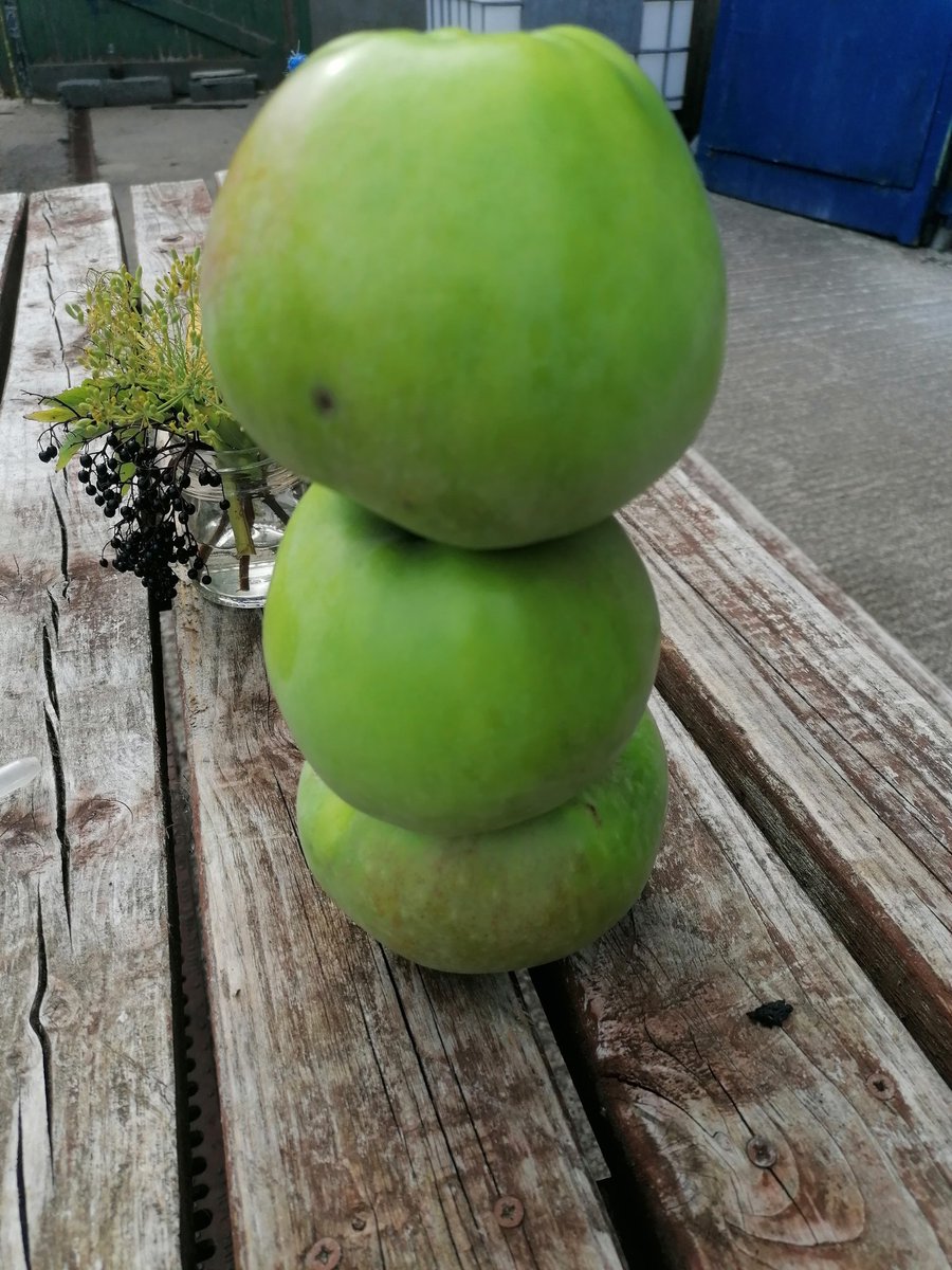 VikingDrinks's tweet photo. Bringing in early Bramley/ Red Boskop today, ahead of time, they're in an exposed site, with heavy winds coming in ,it had to be done , will blend with Foxwhelp and Sparten, #realcraftcider #organic pretty amazing apples,! https://t.co/cFbDf6sqeu