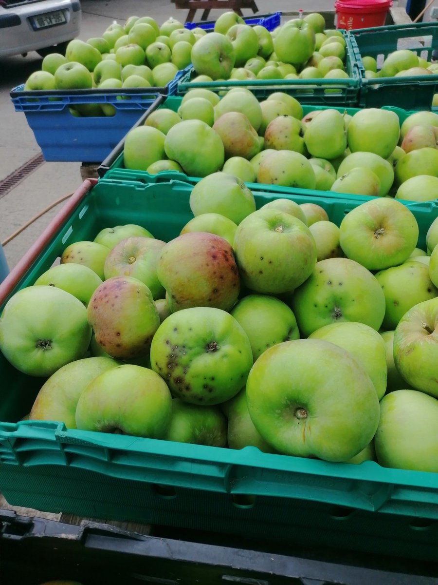 VikingDrinks's tweet photo. Bringing in early Bramley/ Red Boskop today, ahead of time, they're in an exposed site, with heavy winds coming in ,it had to be done , will blend with Foxwhelp and Sparten, #realcraftcider #organic pretty amazing apples,! https://t.co/cFbDf6sqeu