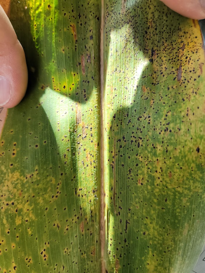 Darcy Telenko (@dtelenko) on Twitter photo Our tar spot survey in IN has begun. Adding a number of counties today, many with only a few spots vs. some pockets with more disease. Weather is a big factor on where tar spot is appearing....moisture is key. @waibelkaitlin @sroccocamila <a href="/mizuno_monica/">Monica Mizuno</a> <a href="/PurdueExtension/">Purdue Extension</a> <a href="/IN_Corn/">Indiana Corn Growers Association</a> Our tar spot survey in IN has begun. Adding a number of counties today, many with only a few spots vs. some pockets with more disease. Weather is a big factor on where tar spot is appearing....moisture is key. @waibelkaitlin @sroccocamila <a href="/mizuno_monica/">Monica Mizuno</a> <a href="/PurdueExtension/">Purdue Extension</a> <a href="/IN_Corn/">Indiana Corn Growers Association</a>
