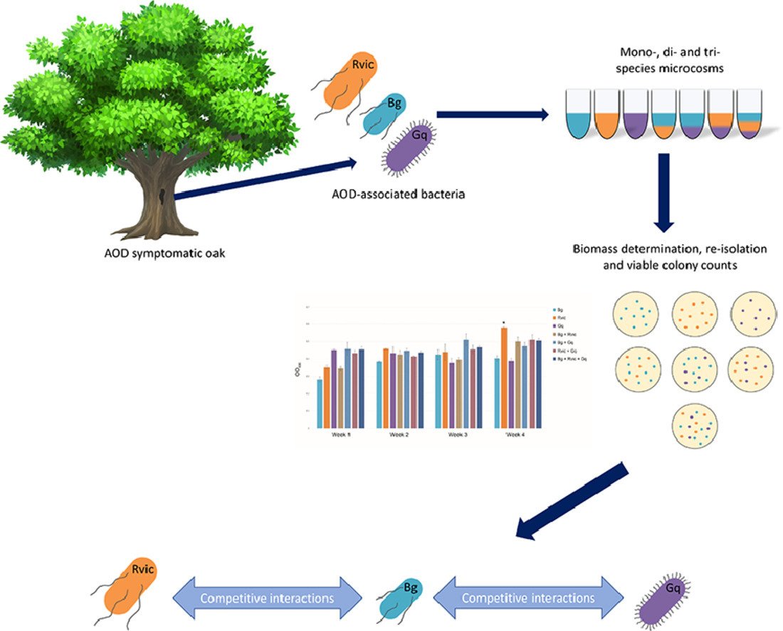 MicrobesInfect's tweet photo. Brenneria goodwinii growth in vitro is improved by competitive interactions with other bacterial species associated with Acute Oak Decline
https://t.co/uPPVA3FWcL #OpenAccess #OakDecline https://t.co/OuttCehSkS