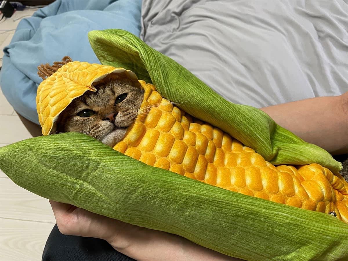 Behold, my corn son