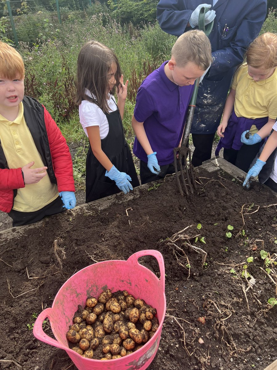 MissMcKayNPS's tweet photo. Potato picking with Mr Mullan! 🥔 https://t.co/xgGbOtziYj