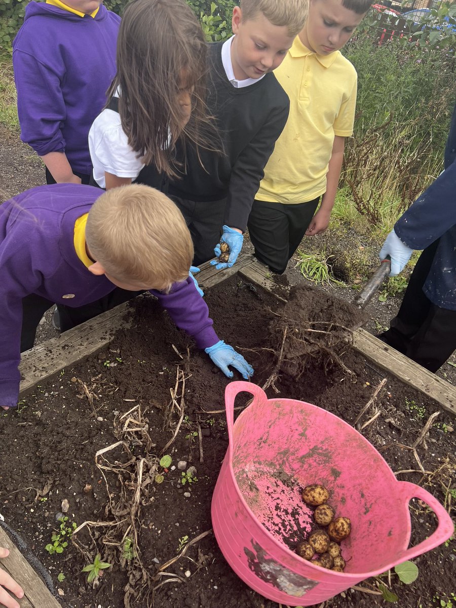MissMcKayNPS's tweet photo. Potato picking with Mr Mullan! 🥔 https://t.co/xgGbOtziYj