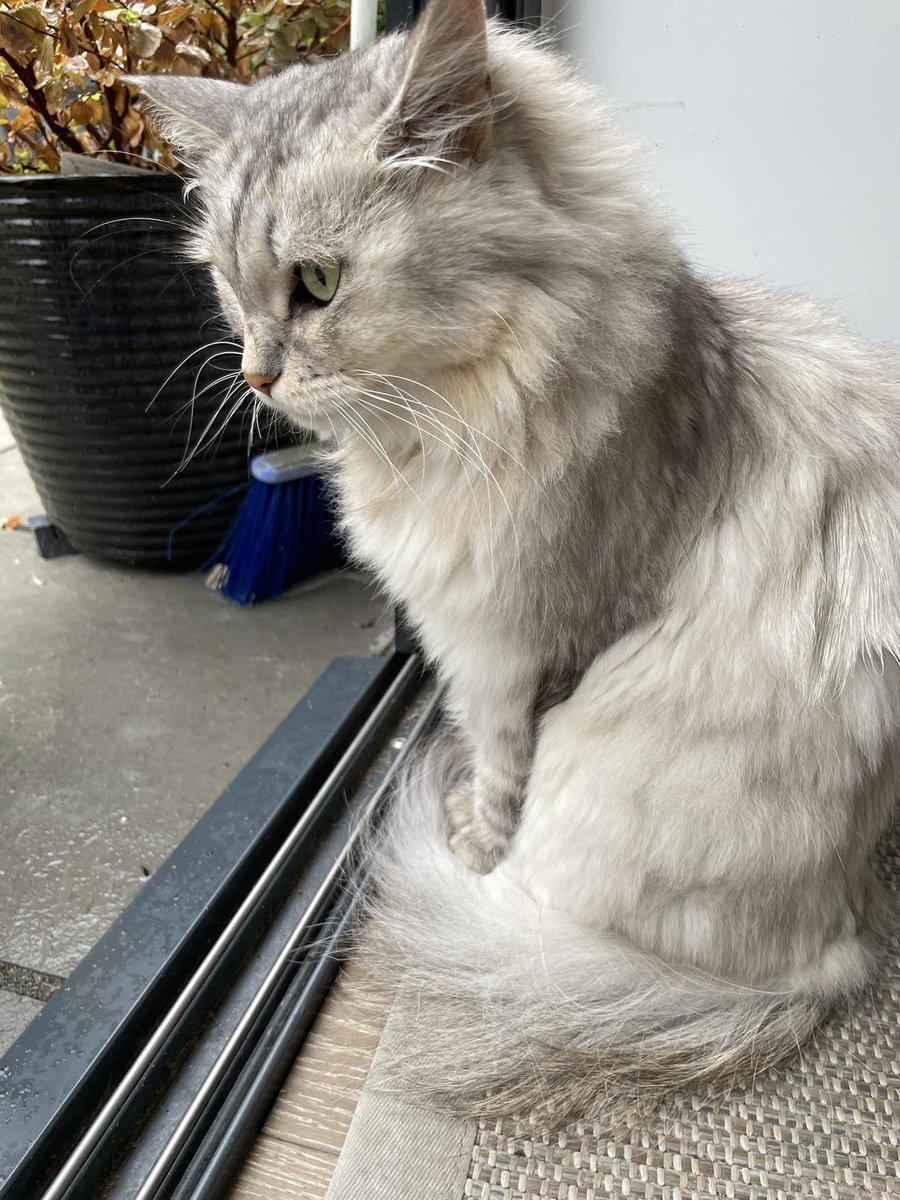 kubothecat's tweet photo. mayke it stoop rainin ‘ !! https://t.co/ZeaISMVtap