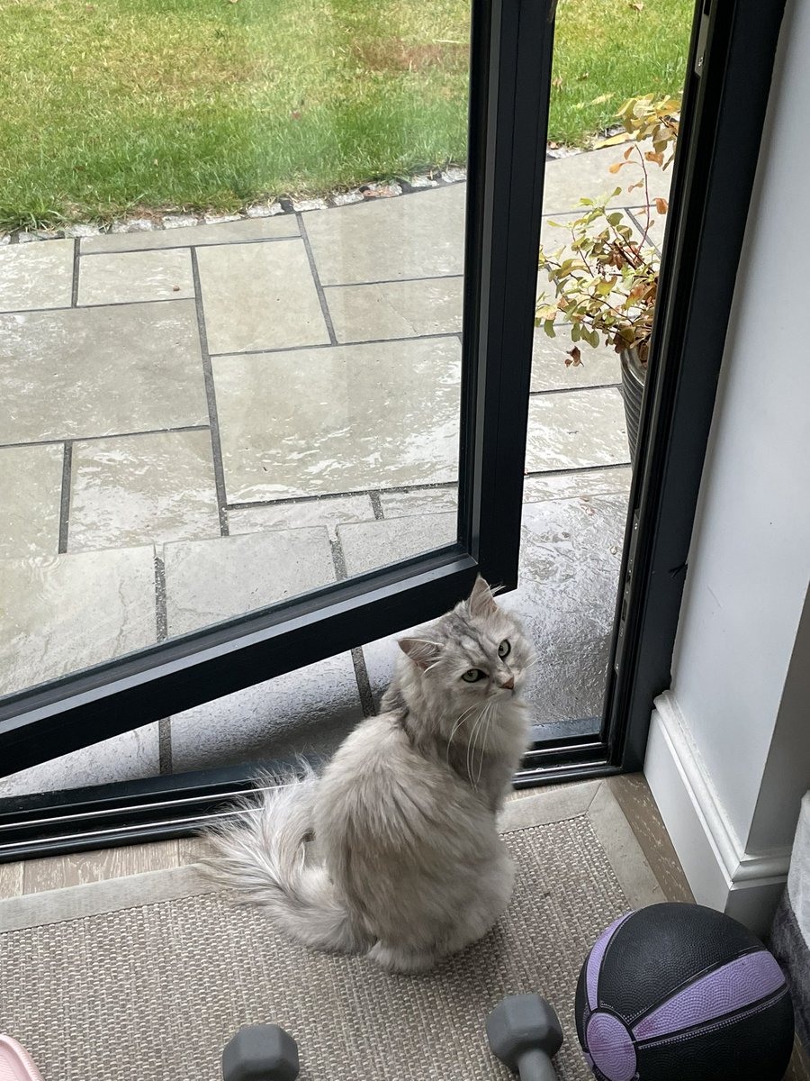 kubothecat's tweet photo. mayke it stoop rainin ‘ !! https://t.co/ZeaISMVtap