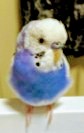 kuunyan9625's tweet photo. 世田谷区代沢２丁目
で８月２７日に白と青ツートンのセキセイインコのるりちゃんが迷子です。
見掛けた方は名前を呼んで寄って来たら保護して下さい。
るりちゃんを見掛けた方、保護された方、NETご近所さん等の保護情報に心当たりの有る方は、TUBASAさんのアカウントに連絡してあげて下さい。 https://t.co/4aRNjE2Btl