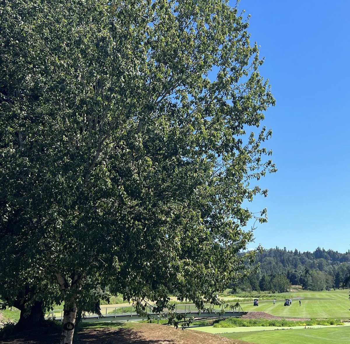 Long weekend coming up, are you playing golf? ⛳️