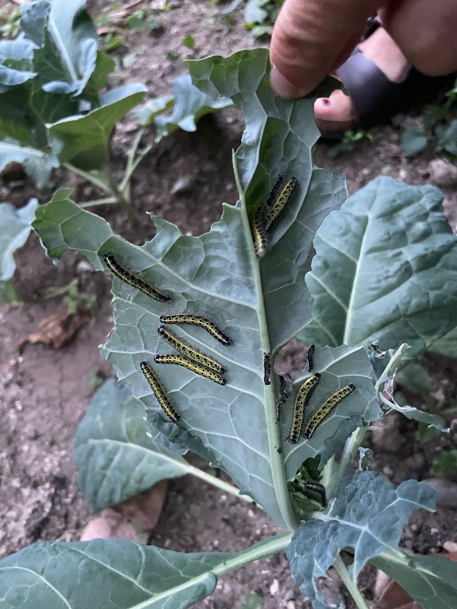MapiMry's tweet photo. Anyone into doing some herbivore experiments? Maybe some priming too? https://t.co/9BT2ysAleF