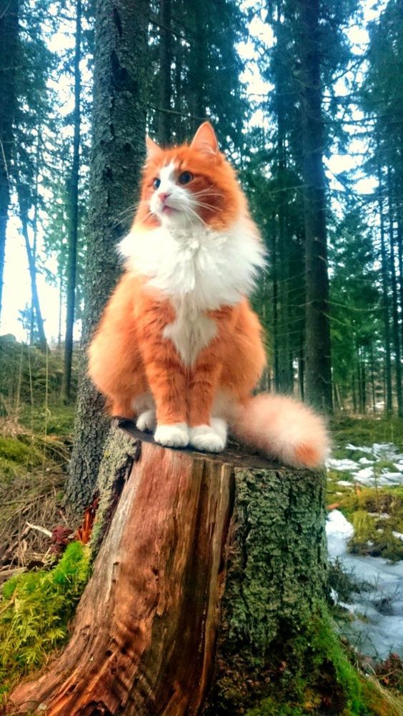 Jo_travelworld's tweet photo. Meet The Glorious Guardian Of The Nordic Forests #milo #minnie #cat #caturday #panfursquad #CatsOfTwitter #gingercatappreciationday #CatsOfTwitter #appreciation #appreciationpost #gingercat #gingercatsrule #gingercatsoftwitter #tabbytroop #catsofinstagram #CatsOfTwitter https://t.co/k5jncM3ZCa