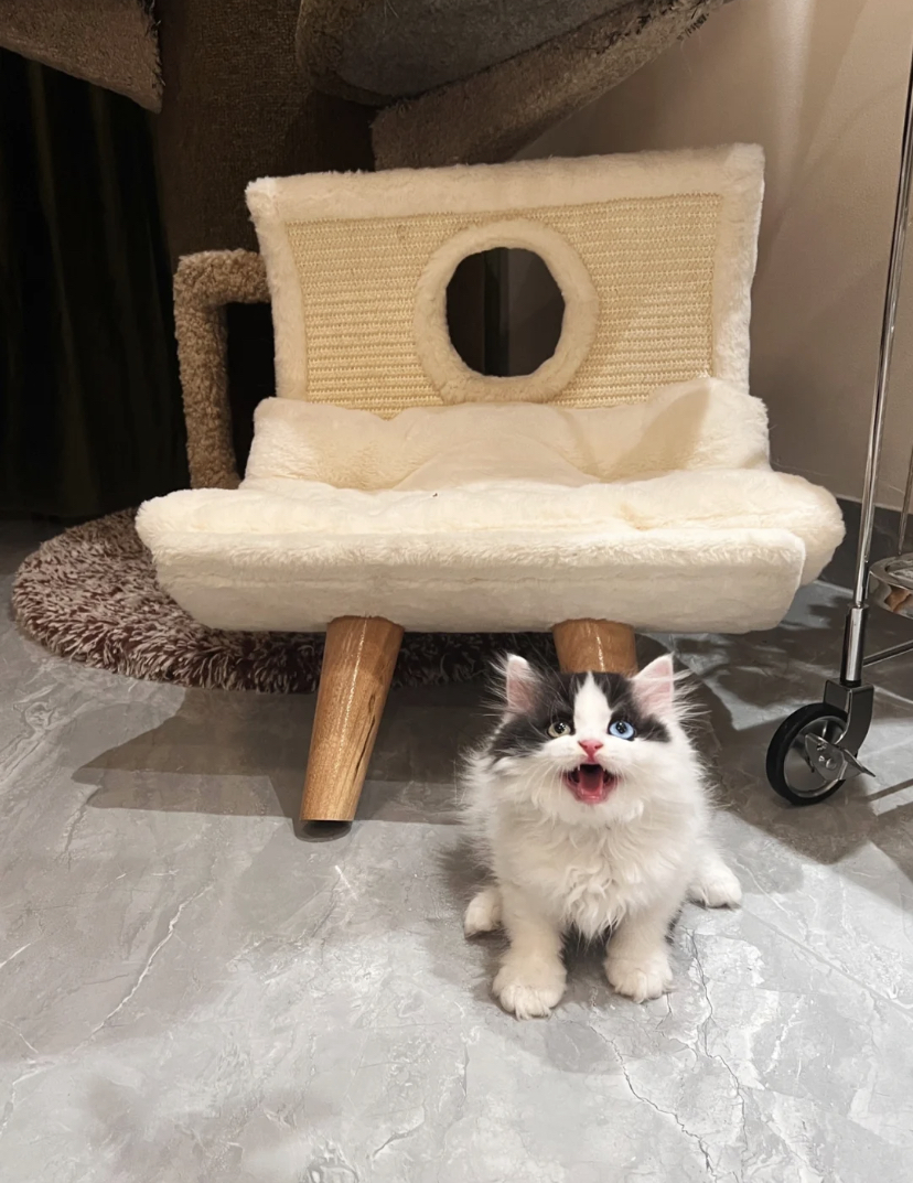 Estou há uma semana cuidando de um gatinho que encontrei abandonado em um dos dias mais frios do mês passado. Hoje, com a vacina em dia e banho tomado, entreguei ele pra <a href="/afurisint/">Saerom.</a> que é dona de um gato café, e juntos nomeamos ele de Abraham Lincoln!