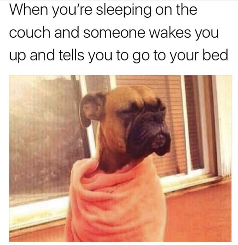 WholesomeMeme's tweet photo. https://t.co/XmiYZPPkzB