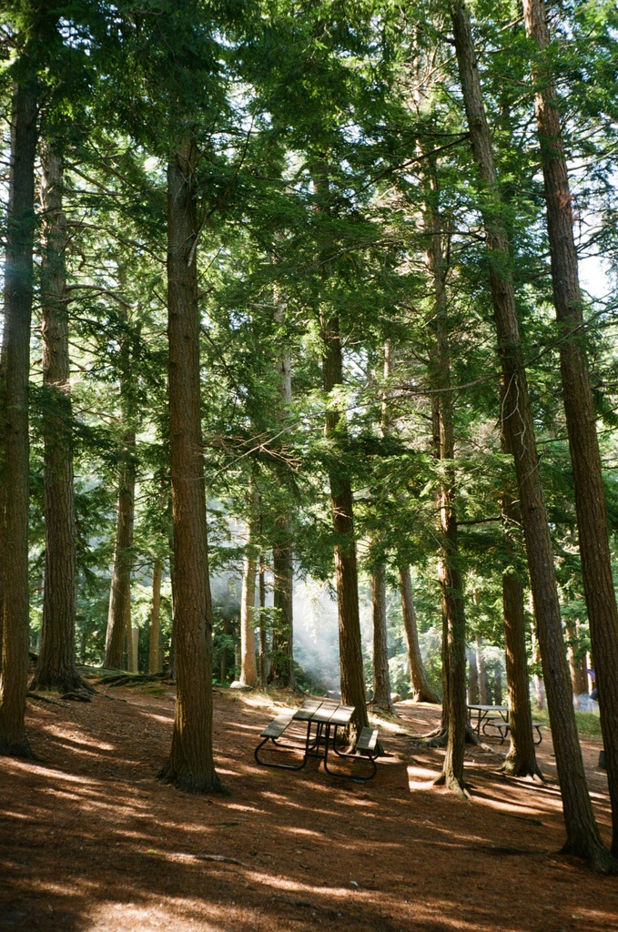 Got 6 film rolls (finally) developed, most from a camping trip in Central Ontario. I'm obsessed

📷️ Olympus Trip 35
🎞️ Kodak Pro Image 100

PS: you can check out the video from this trip here: youtu.be/3BUjUJEstP4

#35mm #filmphotography