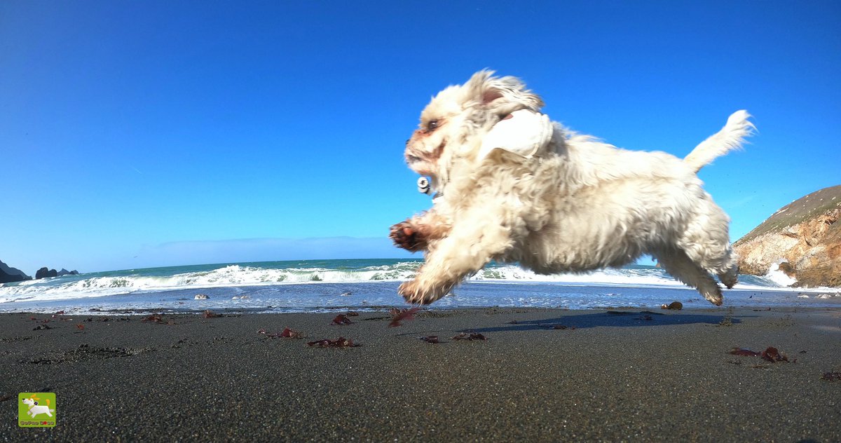 GoProCharlie1's tweet image. GoPro Charlie! Super lion dog storms the beach!🐶🦁🚀😎 #gopro #goprohero10 #goprodogs #goprocharlie #dogcelebration #landofdogs #dogsoftwitter #superdog #liondog 🐶🦁🚀😎