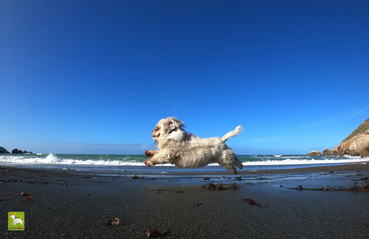 GoProCharlie1's tweet image. GoPro Charlie! Super lion dog storms the beach!🐶🦁🚀😎 #gopro #goprohero10 #goprodogs #goprocharlie #dogcelebration #landofdogs #dogsoftwitter #superdog #liondog 🐶🦁🚀😎
