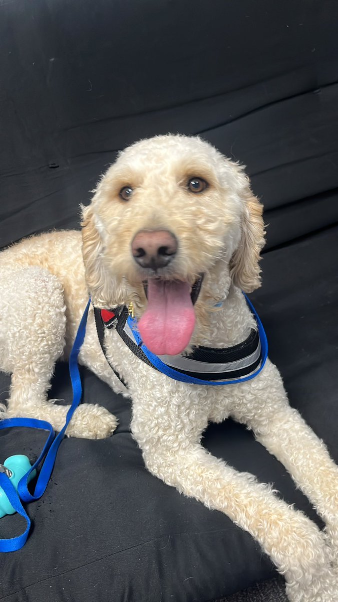 Meet Scout. We love that he gets to be at school with us this year!