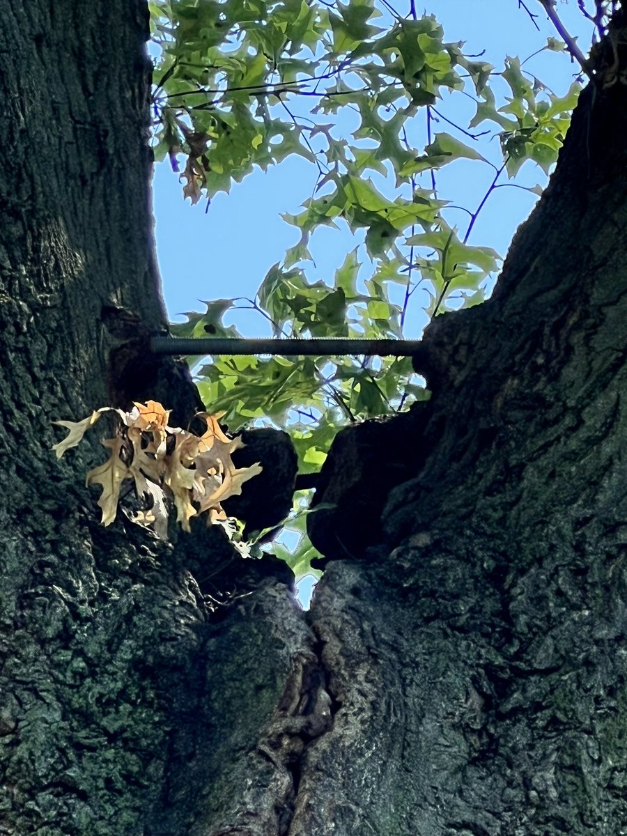 Tree maintenance/removal is imperative to a safe golf course. This scaffold fell last night. We found that this tree was bolted together. That’s a call for removal. We are so fortunate this occurred overnight and not during play today.