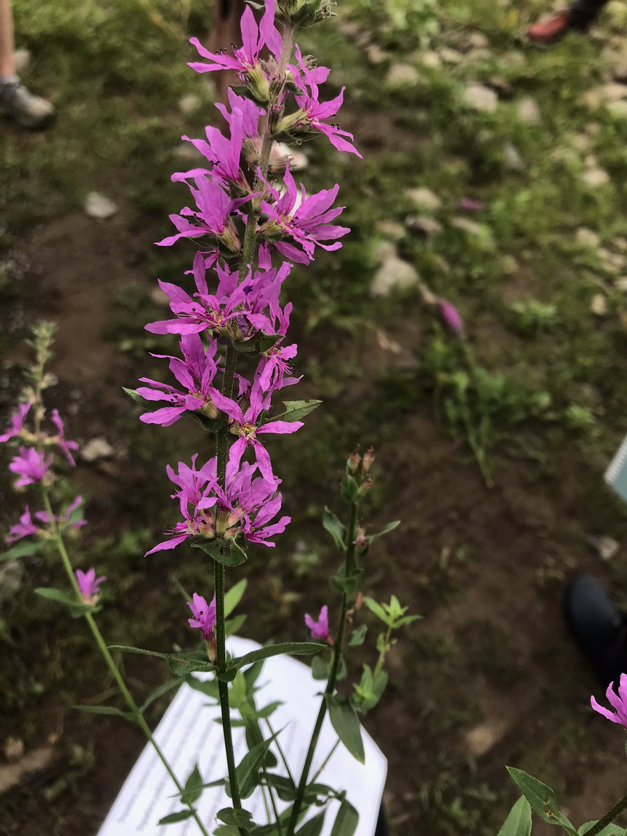 Isaac Buabeng tweet media