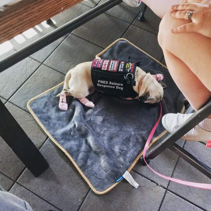 SDwillowthepug's tweet photo. @starbucks where it is crowded as all ships, with #middleschoolstudents &amp; other #servicedogteams, and daddy @ajlives4dogs says I'm being a #Champ https://t.co/3tzFVtiJ3x