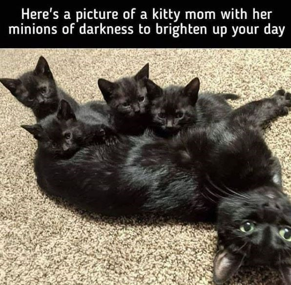 WholesomeMemes (@wholesomememe) on Twitter photo 