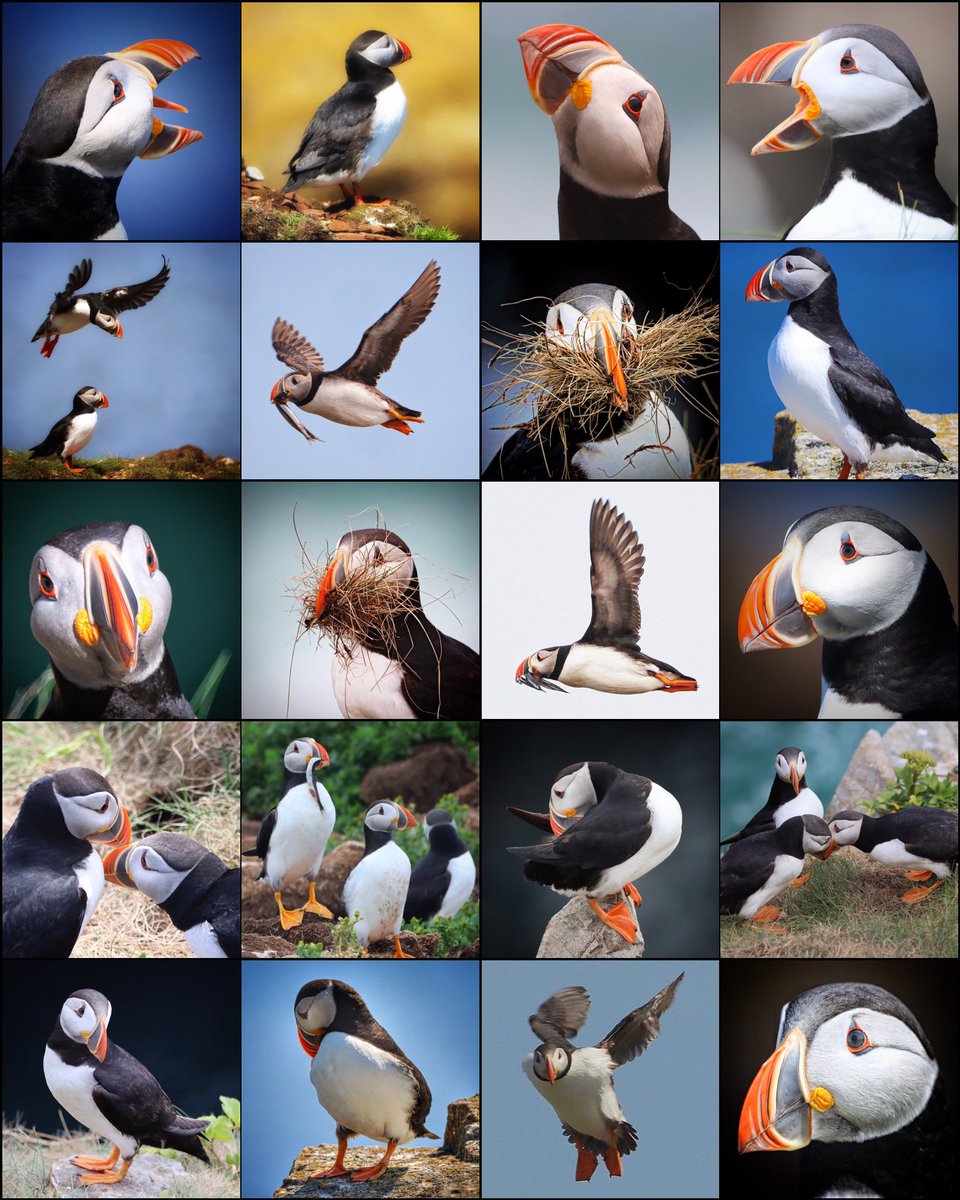 GrayMarker99's tweet photo. I guess now that there’s a Puffin Calendar up on Etsy for those of you who would like to purchase one, I’m thinking it would be a good time to share my final Puffin Collage of the 2022 season. Here are some of my favourites! Thanks for all the kind words and puffin likes! :) https://t.co/4MQfW1Y1Ni