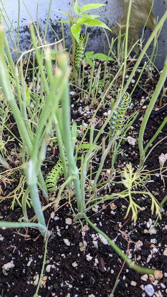 CU_outside's tweet image. Swallowtail caterpillars in our dill at the edible garden 🐛🦋