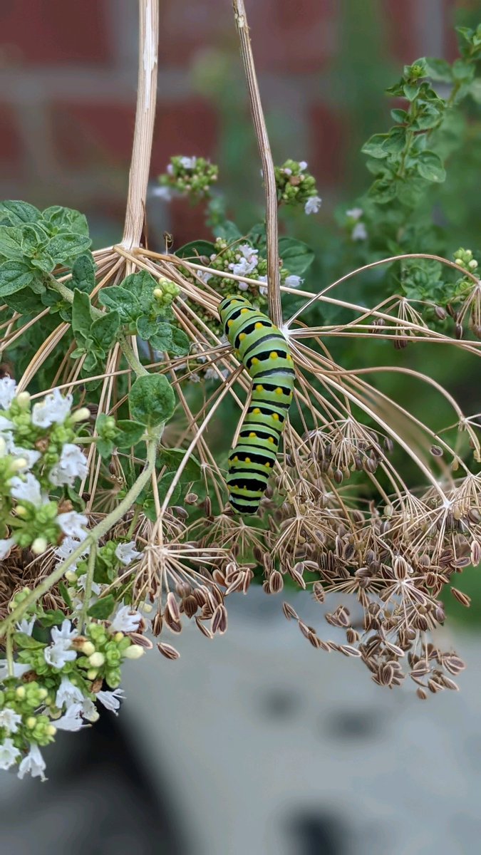 CU_outside's tweet image. Swallowtail caterpillars in our dill at the edible garden 🐛🦋