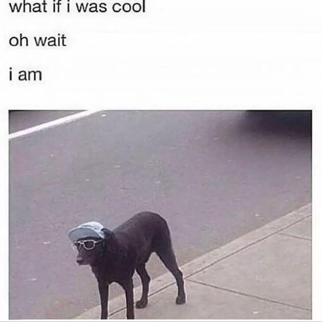 WholesomeMeme's tweet photo. https://t.co/L5OPEoBos2