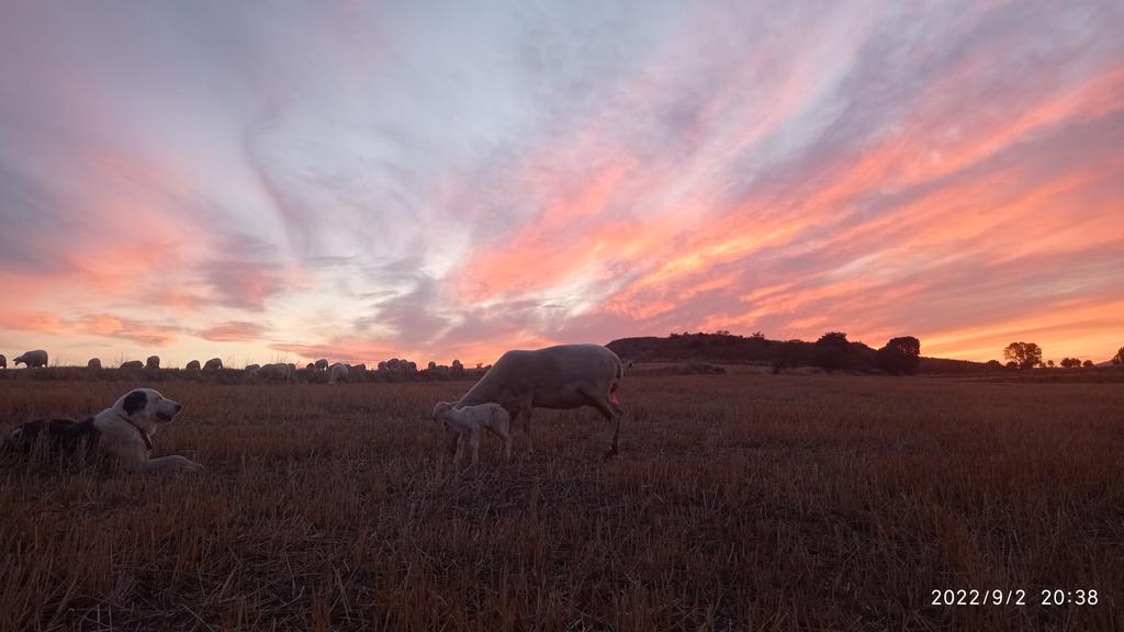 jordialgerri's tweet photo. #laNeu esperant les despulles
I l'ovella acabant l'assecatge.
Sota una posta de sol, espectacular
#sompastors
Som https://t.co/eRoXuc9M00. https://t.co/ZIUrsMhfWt