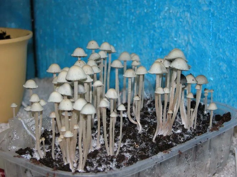 frshminds's tweet photo. Blue Meanies are a common name for a  #magicmushroom species known as Panaeolus cyanescens. Their name makes some think of The Beatle's film Yellow Submarine (1968), but blue meanies mushrooms are named for their blue bruising.

Learn more: https://t.co/LYu1glslB1 

#Psilocybin https://t.co/kw7WxwZeeu