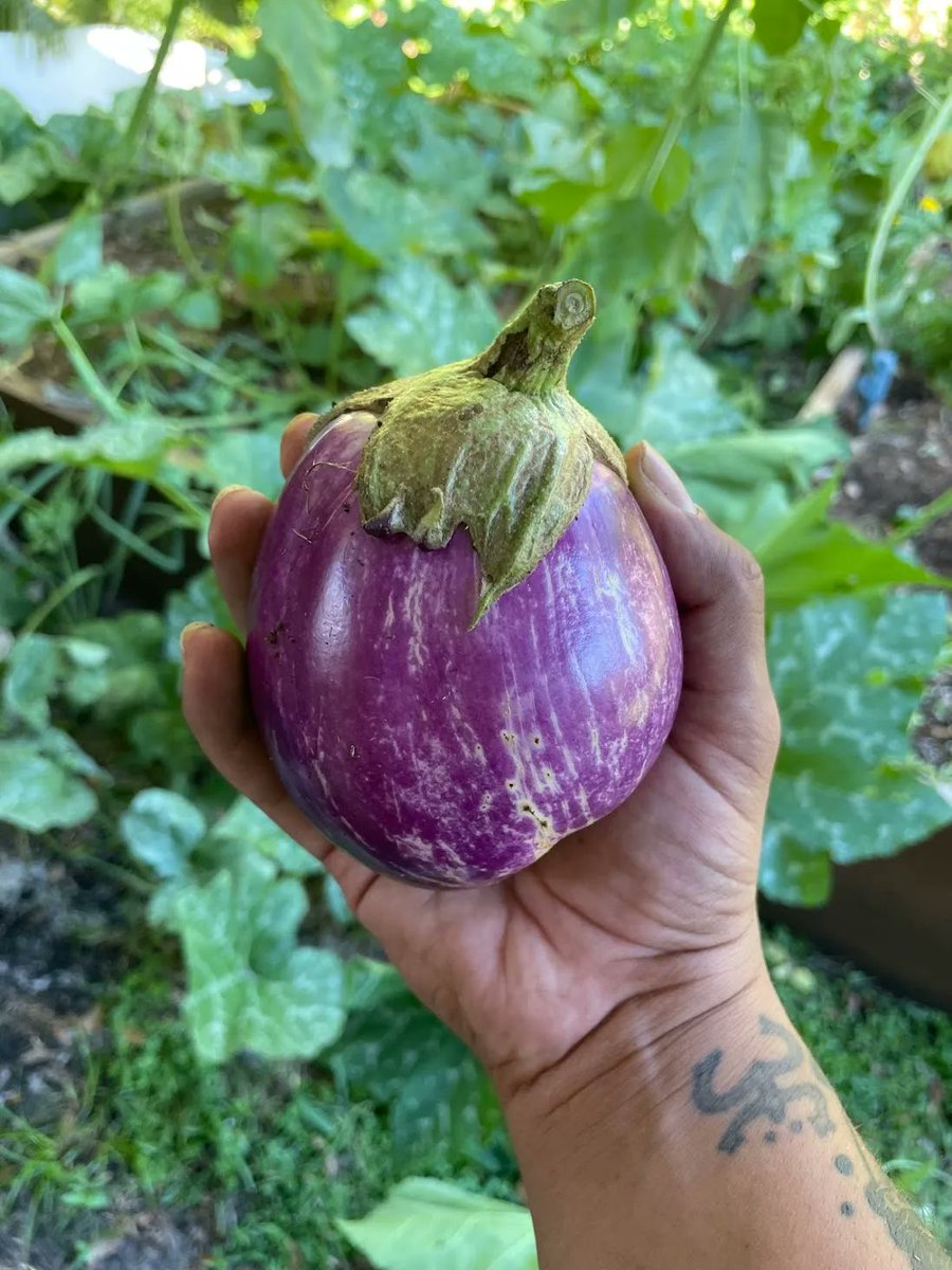 fleetfarming's tweet photo. What your #harvests could look like... π½π₯πΈ
One of the special things about choosing us as your #landscaping crew is that when you do, you support #nonprofit #gardenclasses, #schoolgardens & more #community lovin' stuff like that. πΏ https://t.co/cIT0Vu8SnC
#growfoodnotlawns https://t.co/5zIU9TM99O