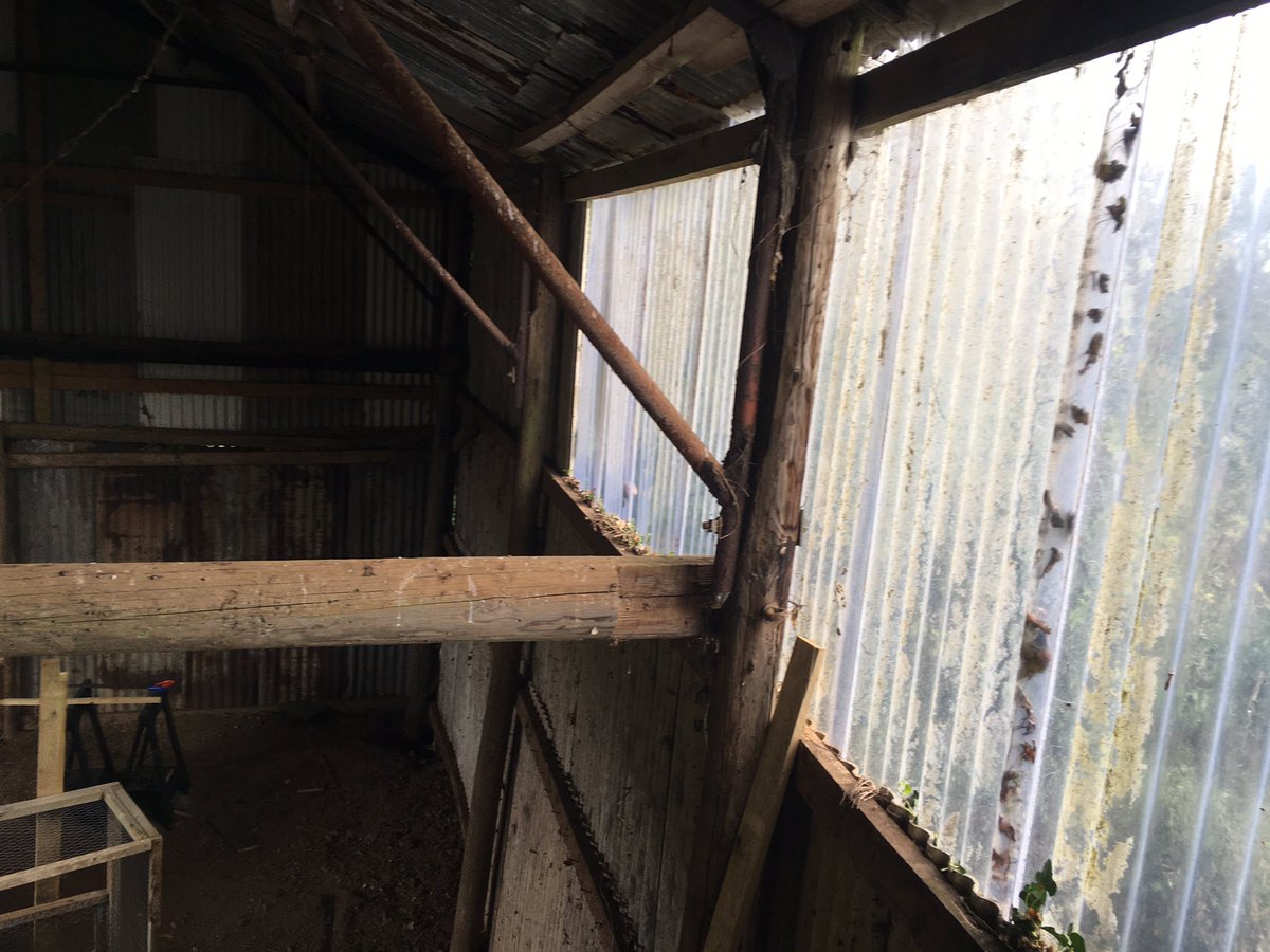 thehenhousefarm's tweet photo. #thehenhousefarm #newbuild #avianfluready #cleanliness #windowclean #Devon #Cornwall #Tavistock #Berepeninsular #hens Today it seems I will be mainly cleaning windowsโฆ.just 30ft up gently reminding the spiders we can live happily side by side ๐๐๐ท๐ธ https://t.co/Ug4czUnCdg