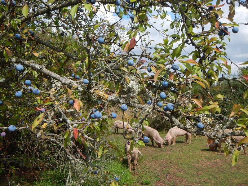 A good crop of Sloes in the New Forest, safe from the foraging pigs. @NatPhotoLtd @NatureTTL #TwitterNaturePhotography #TwitterNatureCommunity