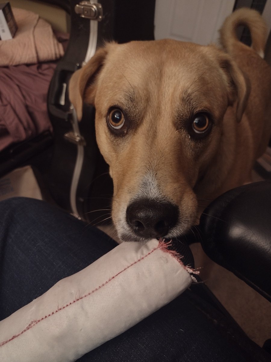 DawsonRosell's tweet photo. "Hello, this is Daisy. I would like to make a formal complaint. My dad keeps saying he has to work, but he is at home. What the heck. Please explain." https://t.co/ff9qBwliLy