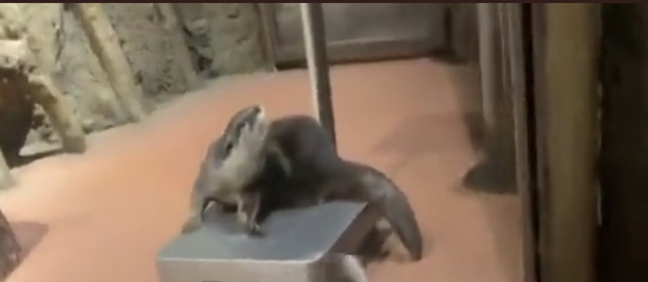 1 pic. @Yoda4ever y’all talking bout petting hands while buddy in the back stressing about his weight. https://t.co/R3pnZQFod4