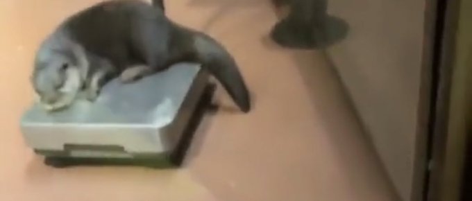 R0kusan45 - 2 pic. @Yoda4ever y’all talking bout petting hands while buddy in the back stressing about his weight. https://t.co/R3pnZQFod4