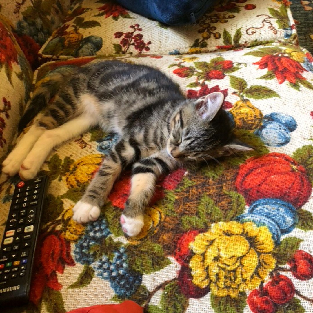 KXtra's tweet photo. Can't stop singing, "Love Struck Romeo" to my kitten (named Romeo, ofc). The Indigo Girls cover is SO good. Mini #SIC is SO cute. π»
#music #kittycat #standardissuecat #CatsOfTwitter https://t.co/ld0NfzNbf9
