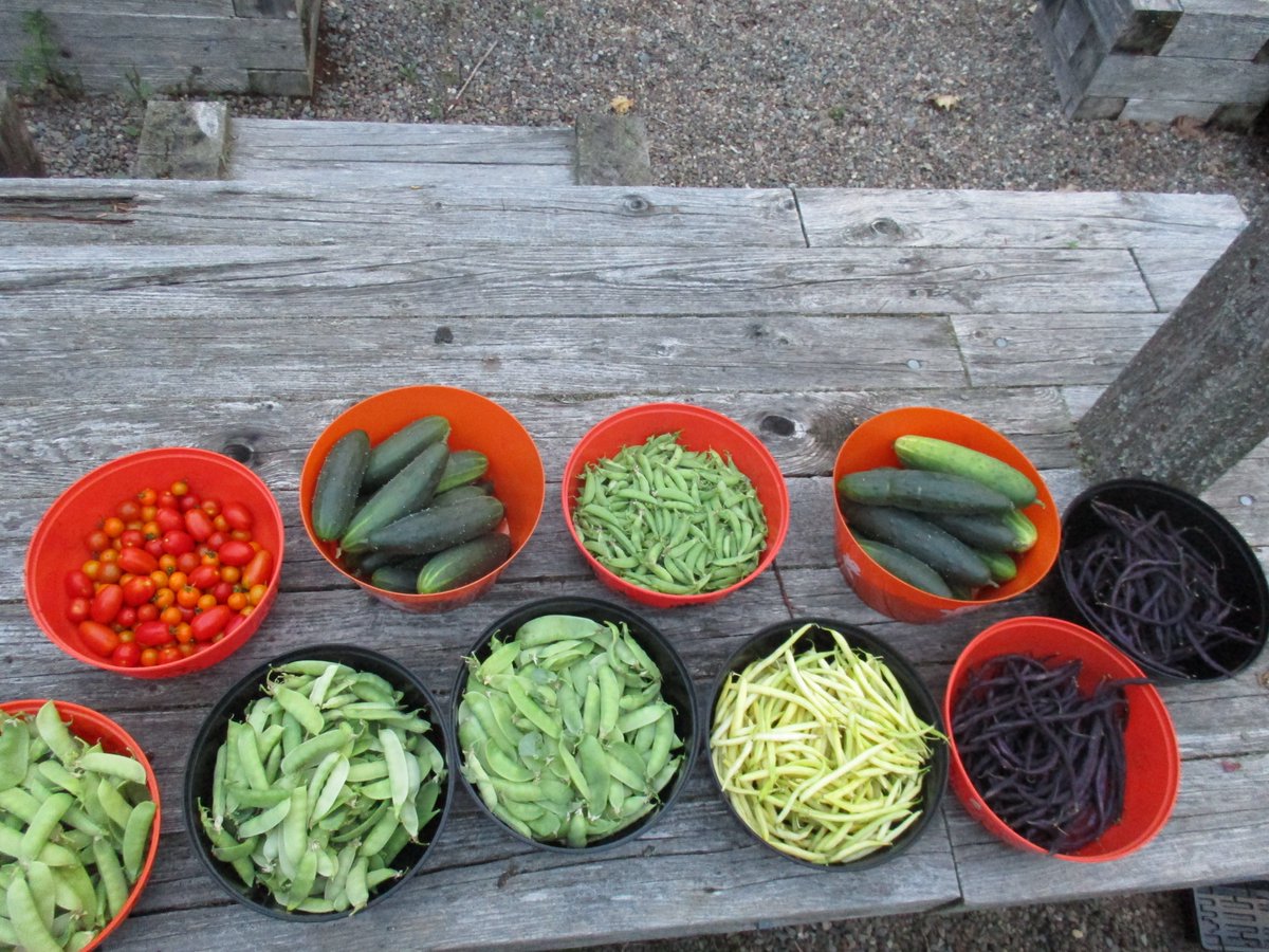 TakeActionGroup's tweet image. With the Support from @welldartmouth the NDORC-Foodbank @feednovascotia Received some Fresh Veggies from the Garden! 😊