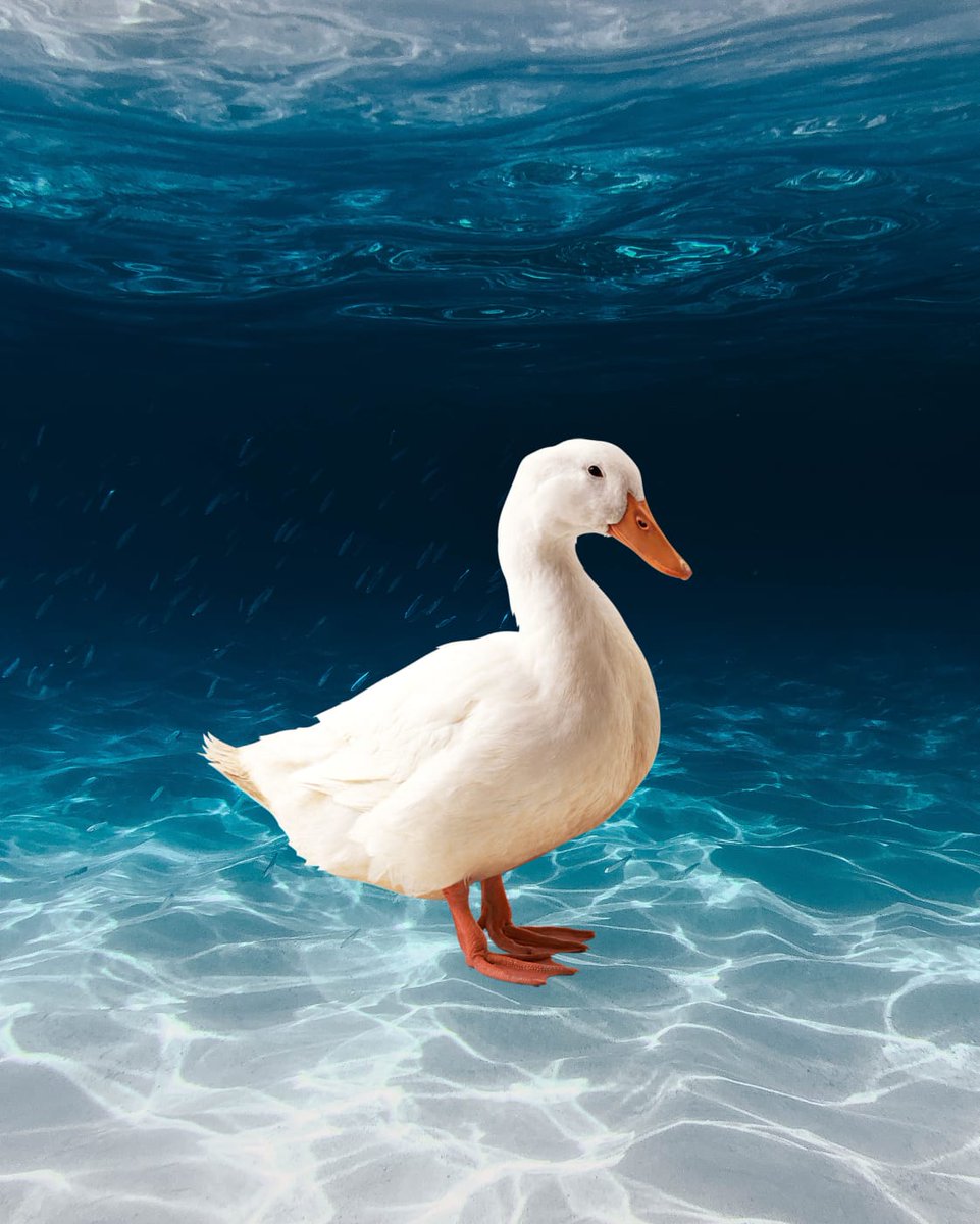 Albert14NFT's tweet photo. Duck but in the bottom of the #ocean 

🦆🌊🥤

#NFTs #NFTCommunity https://t.co/Ozq49wzEXj